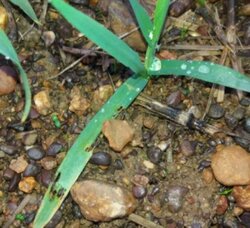 Damage done by conical snails