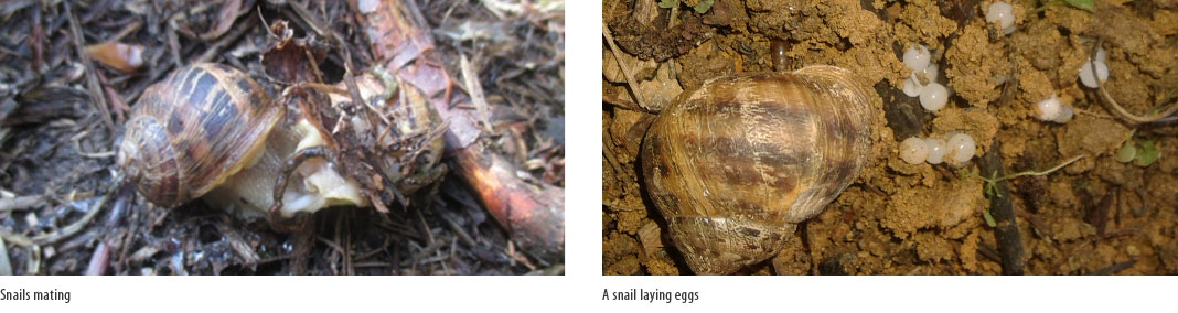 snails mating after rain